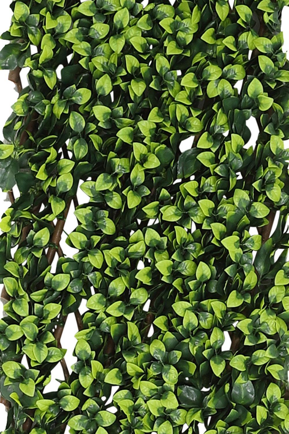 Extendable Artificial Hedging Double Ivy